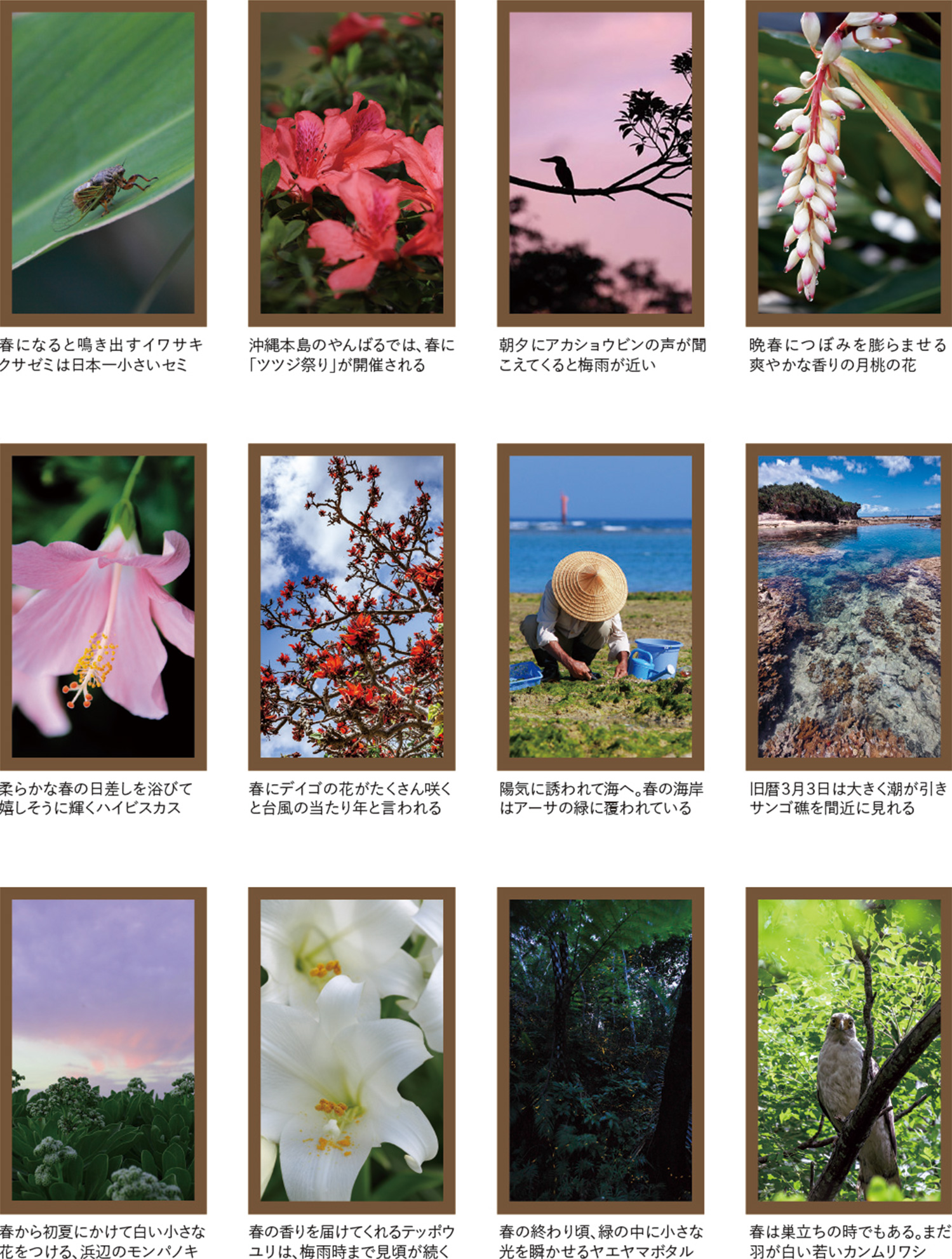 沖縄の四季彩美 萬寿のしずく公式ネットショップ