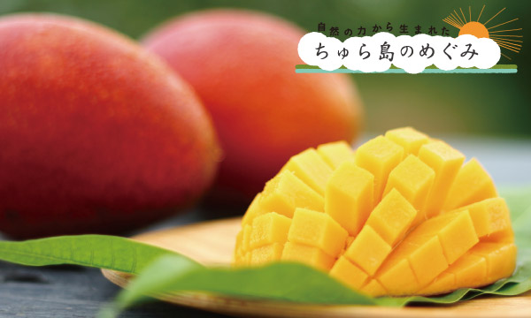 ２３日収穫終了！本州送料無料★最高糖度の高級マンゴーピーチきららの極み３キロギフト用か家庭用 平均糖度15度!!甘みがギュッと凝縮された宮崎県の濃厚マンゴー