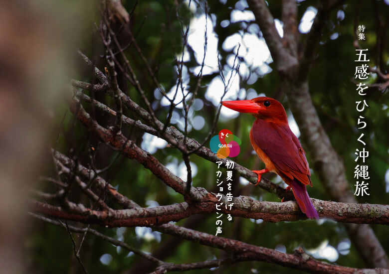 初夏をつけるアカショウビン