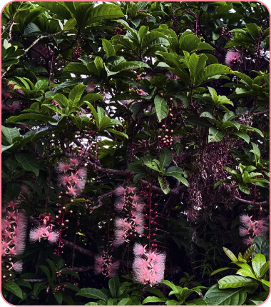 連なるように咲くサガリバナの花