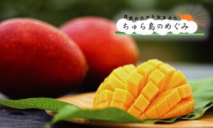 マンゴー （2025年）